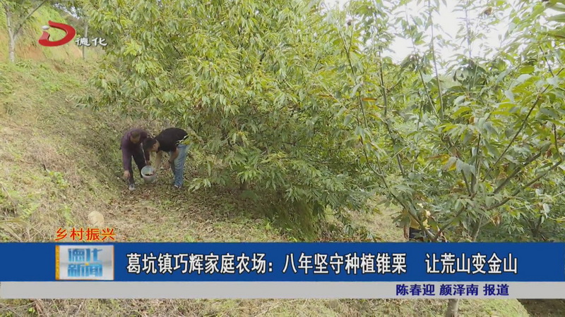 葛坑镇巧辉家庭农场：八年坚守种植锥栗 让荒山变金山 - 憨鼠网