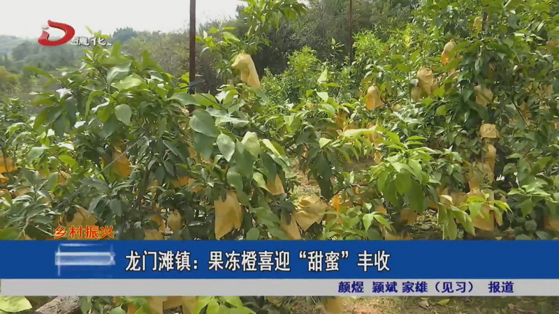 龙门滩镇：果冻橙喜迎“甜蜜”丰收 - 憨鼠网