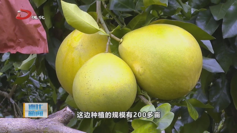 水口镇：秋天的“柚”惑来啦 - 憨鼠网