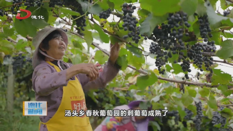 汤头乡：果香酒香交融 谱写甜蜜幸福曲 - 憨鼠网