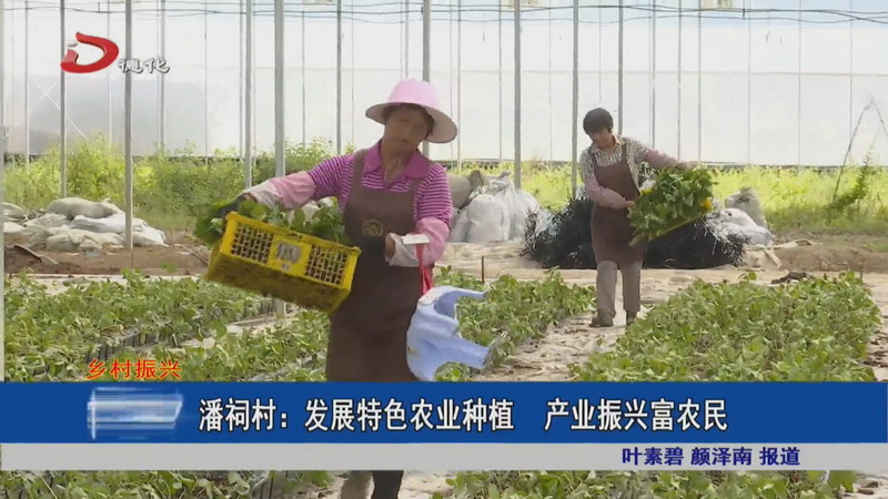 潘祠村：发展特色农业种植 产业振兴富农民 - 憨鼠网