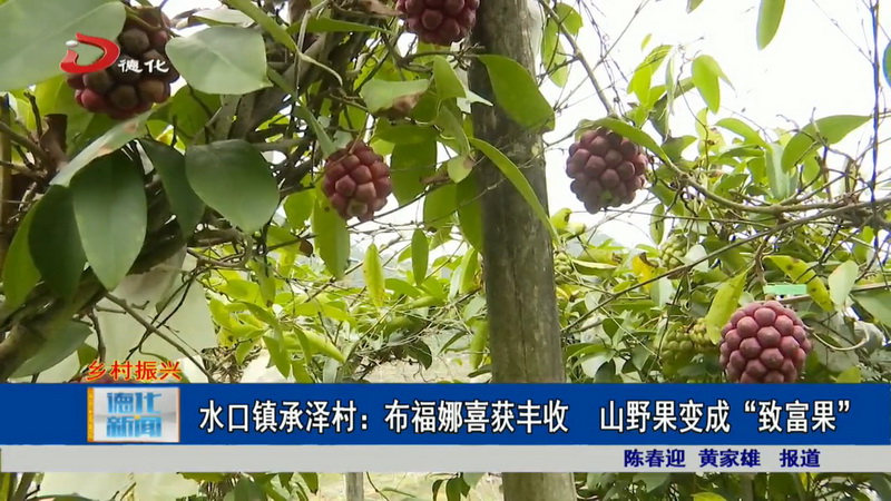 水口镇承泽村：布福娜喜获丰收 山野果变成“致富果” 陈春迎 黄家雄 - 憨鼠网