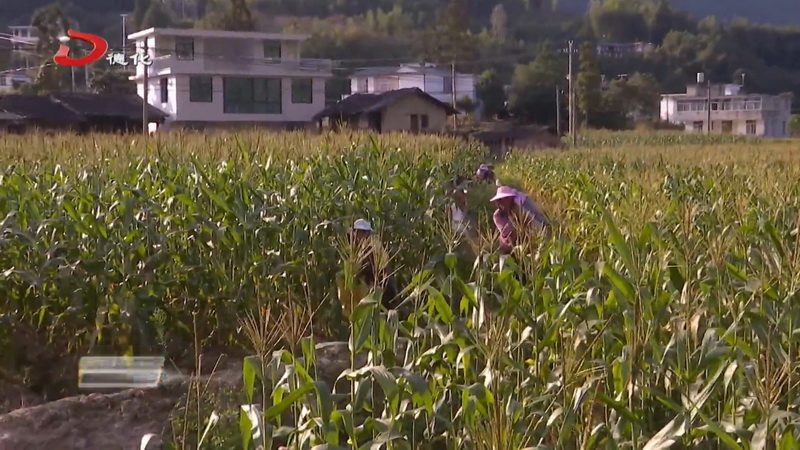 上涌镇刘坑村：可“生吃”的水果玉米采收上市 - 憨鼠网