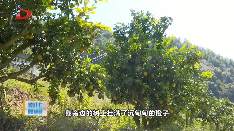 水口镇丘坂村：青秋脐橙飘清香 成熟待摘等君来 - 憨鼠网