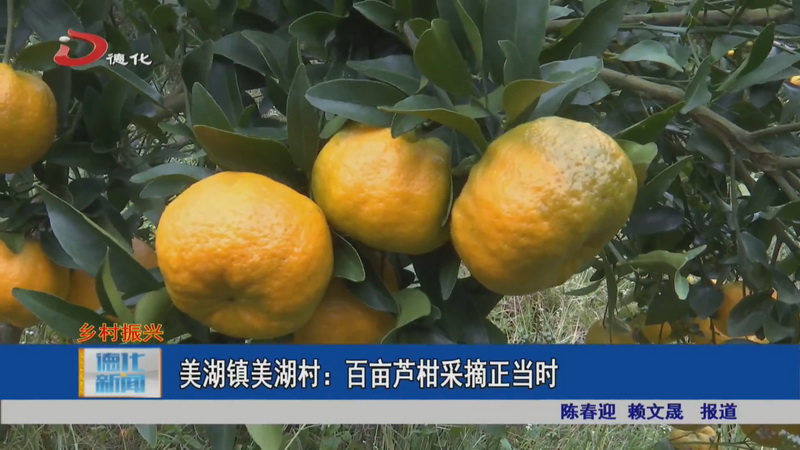 美湖镇美湖村：百亩芦柑采摘正当时 - 憨鼠网