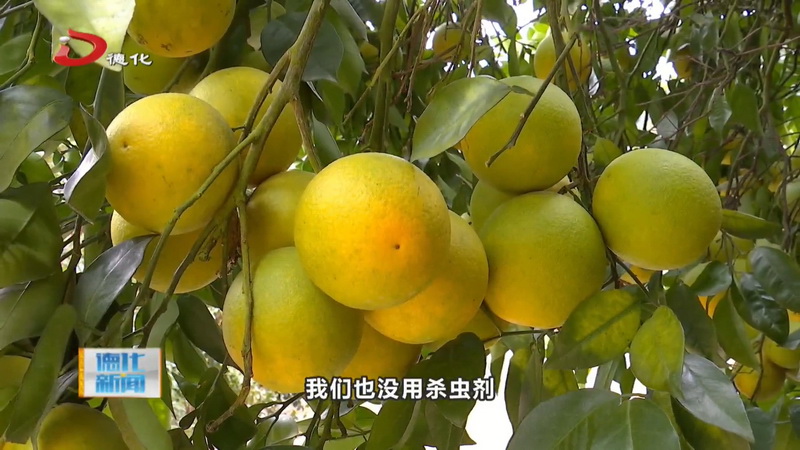 南埕镇塔兜村：脐橙飘香上市 体验采摘乐趣 - 憨鼠网