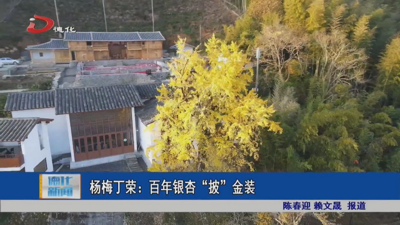 杨梅丁荣：百年银杏“披”金装 - 憨鼠网