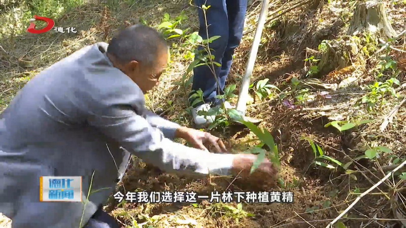 大铭乡金黄村：深化集体林权制度改革 发展展林下中草药种植 - 憨鼠网