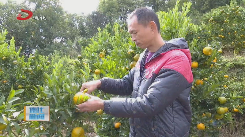 三班镇岭头村：芦柑成熟可采摘 - 憨鼠网
