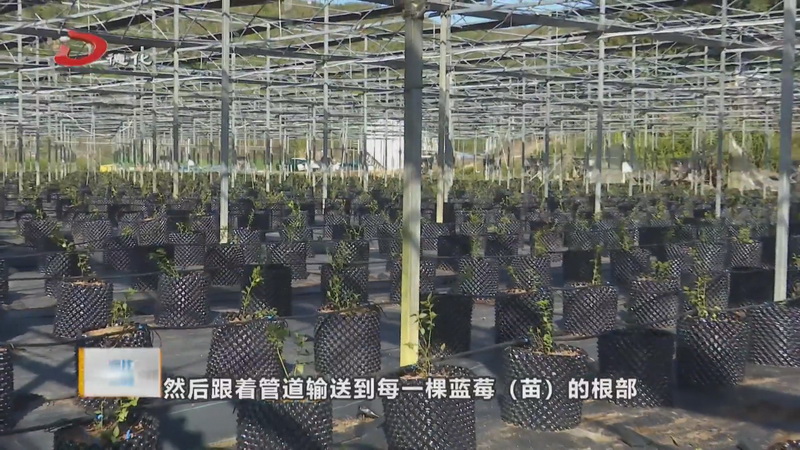 三班镇：数字化助力蓝莓种植 为乡村振兴“蓄力” - 憨鼠网