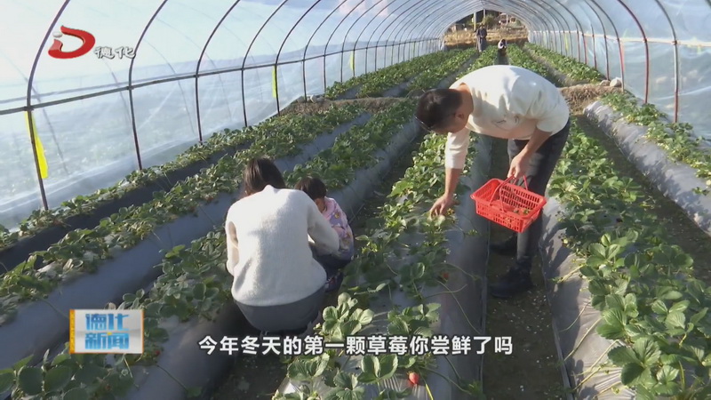 三班镇奎斗村：草莓园里迎采摘 乡村旅游新亮点 - 憨鼠网