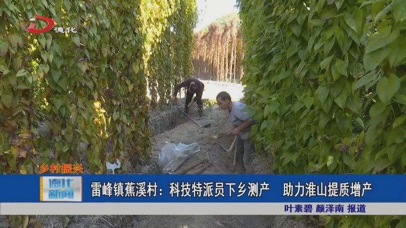 雷峰镇蕉溪村：科技特派员下乡测产 助力淮山提质增产 - 憨鼠网