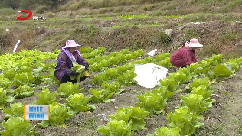 赤水镇铭爱村：流转150多亩土地 因地制宜种植高山蔬菜 - 憨鼠网