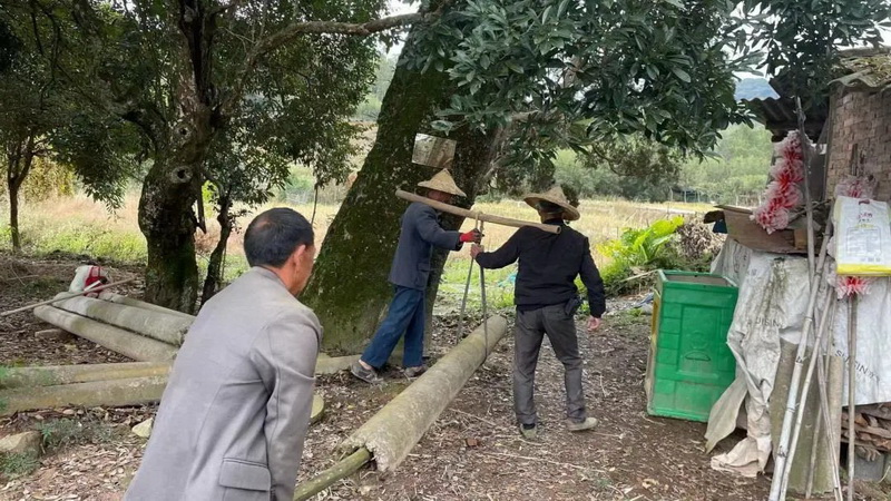 雷峰镇：保护古树名木 绘就“生态画卷” - 憨鼠网
