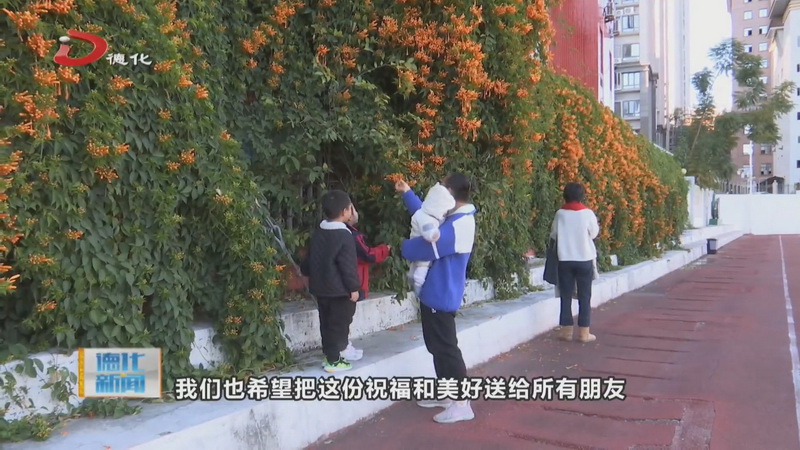 炮仗花开 点“靓”城区 - 憨鼠网