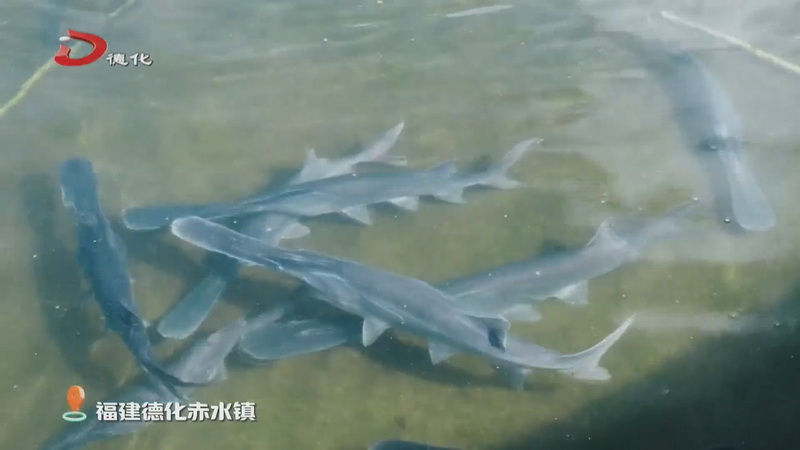 食在德化——鸭嘴鱼 - 憨鼠网