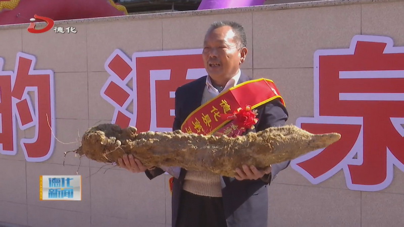 第五届淮山丰收节：“淮山王”重16.54公斤 长1.28米 - 憨鼠网