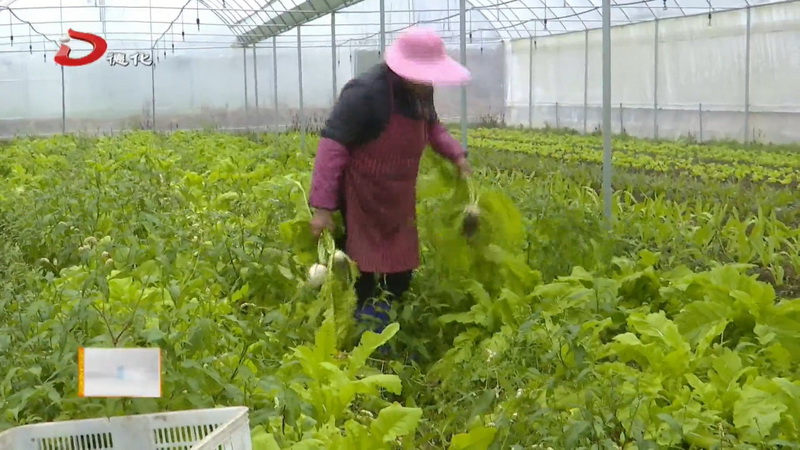 蔬菜基地防寒抗冻有妙招 确保农作物安全过冬 林 - 憨鼠网