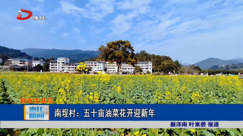 南埕镇南埕村：五十亩油菜花开迎新年 - 憨鼠网