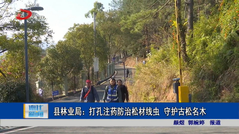 县林业局：打孔注药防治松材线虫 守护古松名木 - 憨鼠网