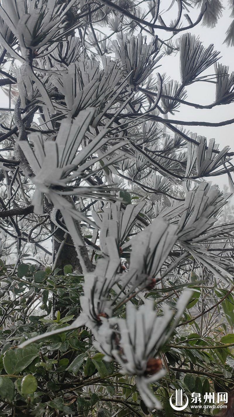 气温骤降 泉州市德化县九仙山再现雨雾凇 - 憨鼠网