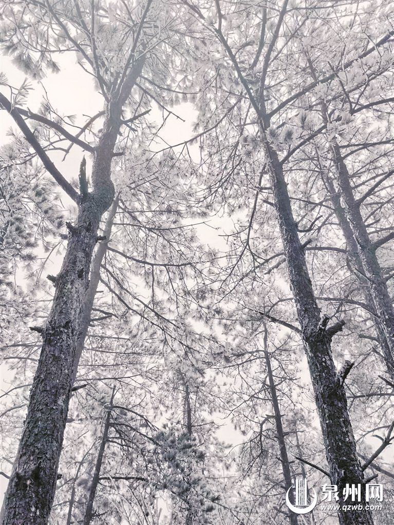 雨水暂停 泉州市气温依然偏低 周末陪你去看雨雾凇 - 憨鼠网