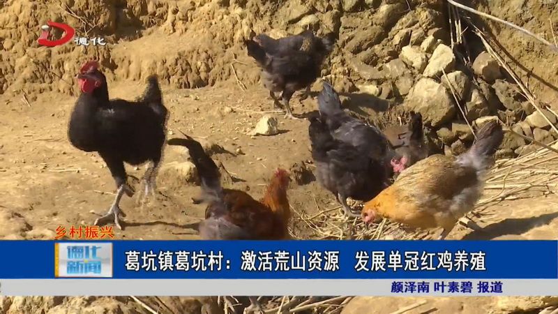 葛坑镇葛坑村：激活荒山资源  发展单冠红鸡养殖 - 憨鼠网
