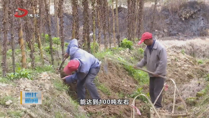 龙浔镇高阳村：淮山地里保存过冬 开春采收忙 - 憨鼠网