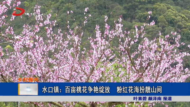 水口镇：百亩桃花争艳绽放 粉红花海扮靓山间 - 憨鼠网