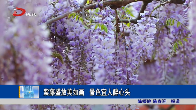 紫藤盛放美如画 宜人景色醉心头 - 憨鼠网