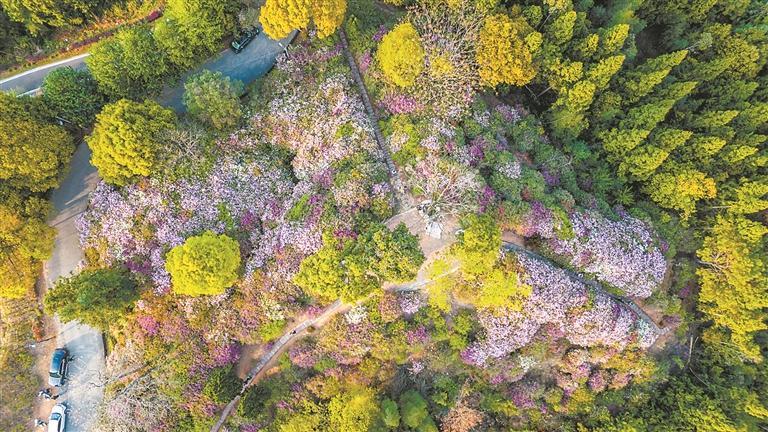 杜鹃花开 灿若云锦 - 憨鼠网