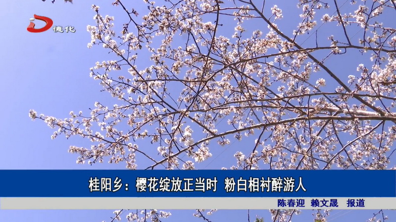 桂阳乡：樱花绽放正当时 粉白相衬醉游人 - 憨鼠网
