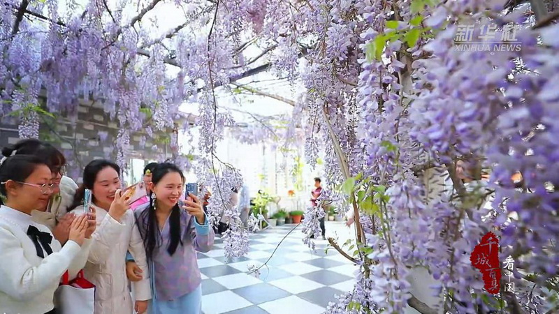千城百县看中国｜福建德化：紫藤花开如瀑 - 憨鼠网