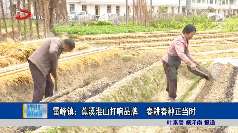 雷峰镇：蕉溪淮山打响品牌 春耕春种正当时 - 憨鼠网