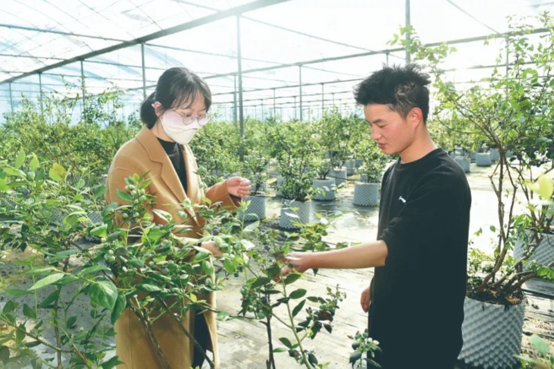 德化三班镇奎斗村：小小蓝莓果 托起致富梦 - 憨鼠网