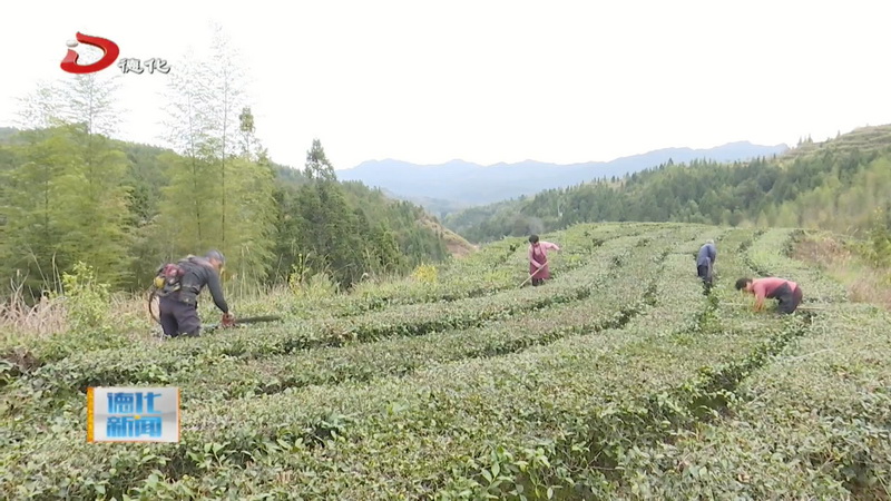汤头乡：精心管护茶园 确保春茶品质 - 憨鼠网