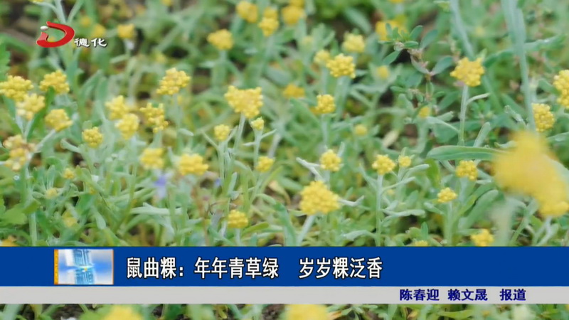 鼠曲粿：年年青草绿 岁岁粿泛香 - 憨鼠网