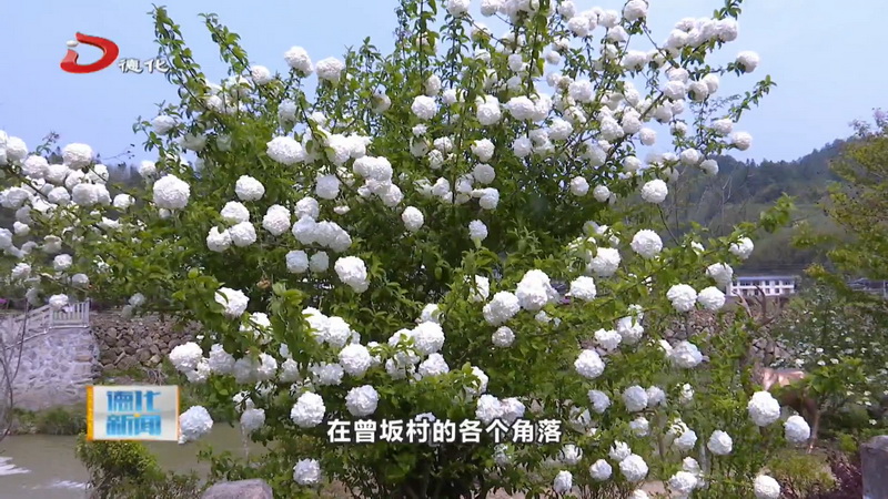 清明时节踏青赏花 共赴一场春日盛宴 - 憨鼠网