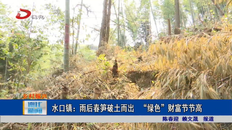 水口镇：雨后春笋破土而出 “绿色”财富节节高 - 憨鼠网