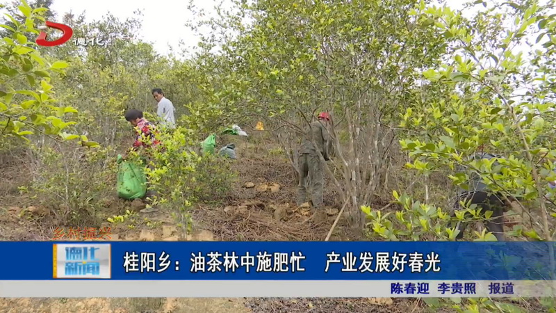 桂阳乡：油茶林中施肥忙 产业发展好春光 - 憨鼠网