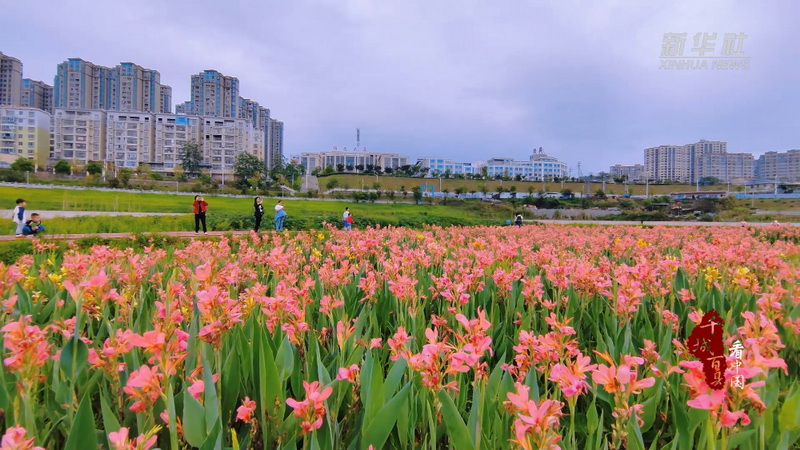 千城百县看中国｜福建德化：美人蕉花开正艳 - 憨鼠网