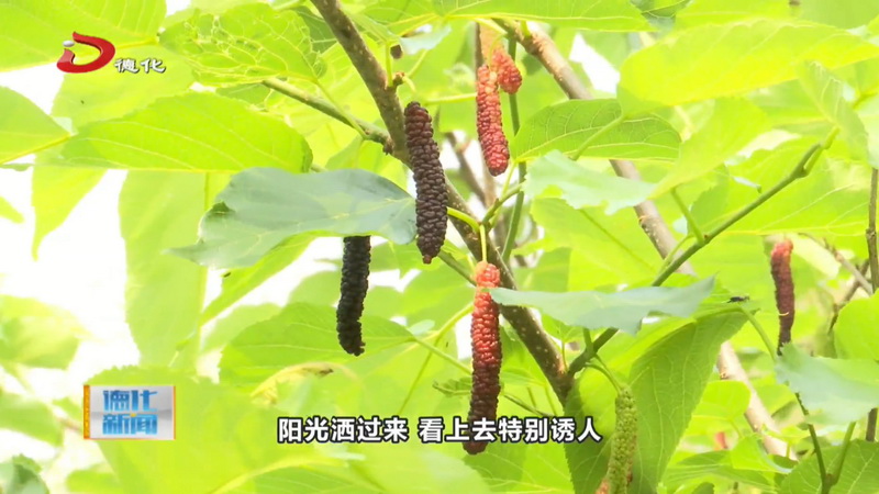 水口镇：长果桑葚进入盛果期 硕果累累长势喜人 - 憨鼠网