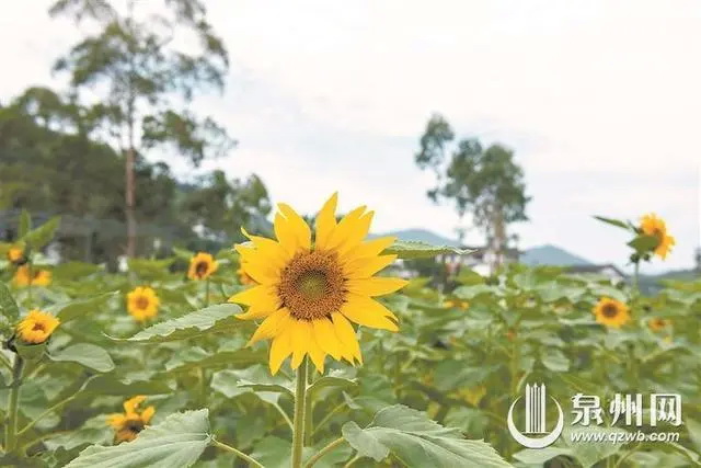 南埕村：向日葵花海向阳盛放 来邂逅初夏“小太阳” - 憨鼠网