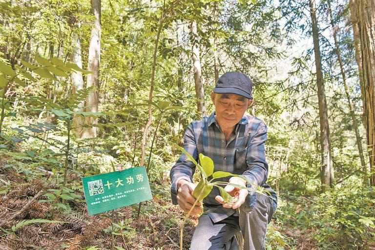 林下种中药 取得“双丰收” - 憨鼠网