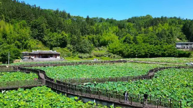 德化：荷龟（鱼）共生 农旅共赢 - 憨鼠网