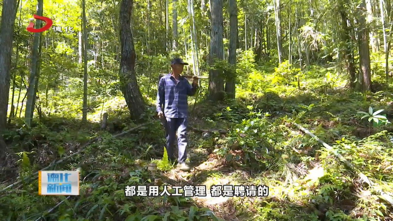 赤水镇：发展林下中药材种植 村民增收与生态稳固共赢 - 憨鼠网