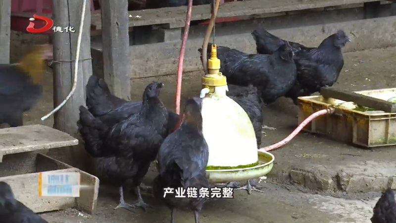 “德化黑鸡”入选2024年国家优势特色产业集群项目立项名单 - 憨鼠网
