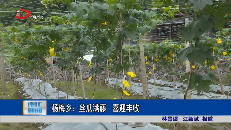 杨梅乡：丝瓜满藤 喜迎丰收 - 憨鼠网