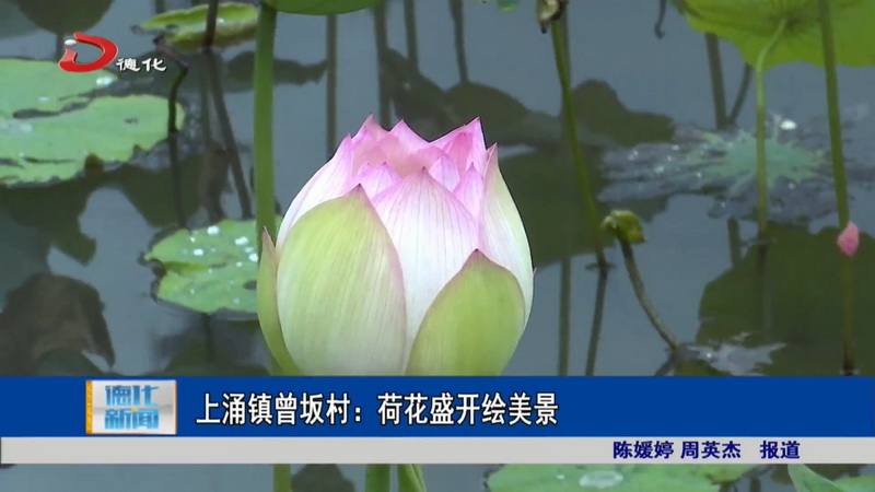 上涌镇曾坂村：荷花盛开绘美景 - 憨鼠网