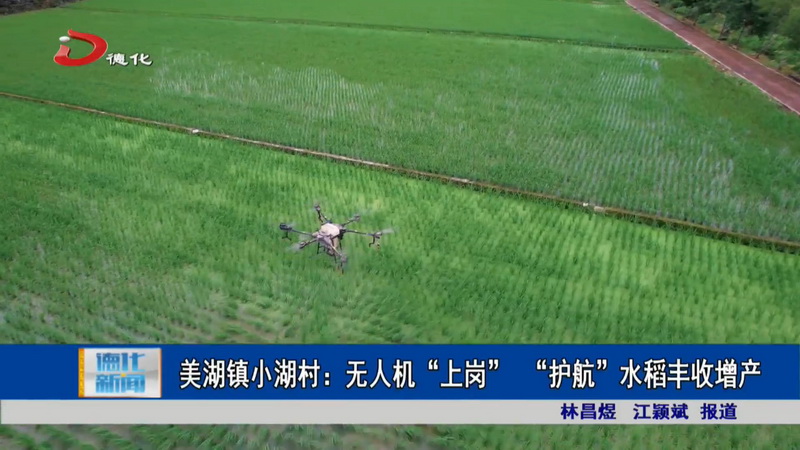 美湖镇小湖村：无人机“上岗”  “护航”水稻丰收增产 - 憨鼠网
